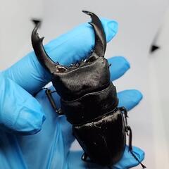 バナハウヒラタクワガタ♂️102mm♀️フリーサイズ　ペアの画像
