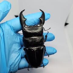 スマトラヒラタクワガタ♂️101mmUP♀️フリー　ペアの画像