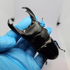 大型テイオウヒラタクワガタ♂️104mm♀️フリーサイズ　ペアの画像