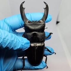 大型テイオウヒラタクワガタ♂️104mm♀️フリーサイズ　ペアの画像