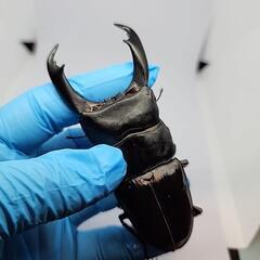 テイオウヒラタクワガタA品♂️101mm♀️フリーサイズペアの画像
