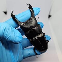 テイオウヒラタクワガタA品♂️101mm♀️フリーサイズペアの画像