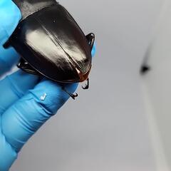 テイオウヒラタクワガタA品♂️101mm♀️フリーサイズペアの画像