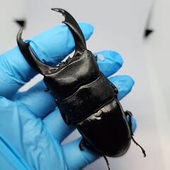 バナハウヒラタクワガタ♂️98mm♀️フリーサイズ　ペアの画像