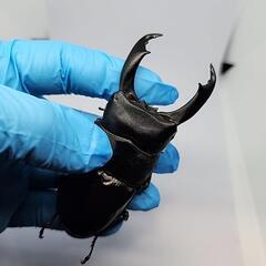 バナハウヒラタクワガタ♂️98mm♀️フリーサイズ　ペアの画像