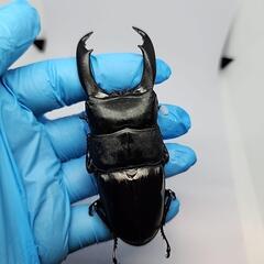 バナハウヒラタクワガタ♂️98mm♀️フリーサイズ　ペアの画像