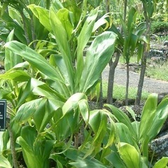 ティーリーフ、センネンボク、ドラセナ100-200枚ほど探してます！