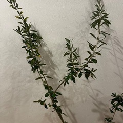オリーブの木の画像