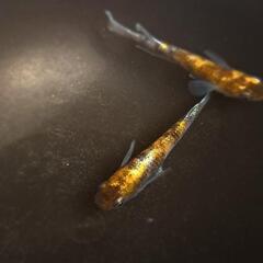 めだか　花魁Advance