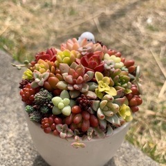 多肉植物　寄せ植え
