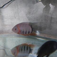 １２０センチ水槽と魚とフィルターセットの画像