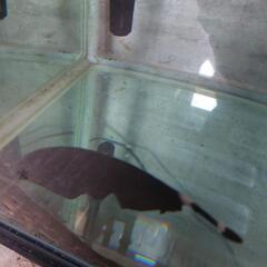 １２０センチ水槽と魚とフィルターセットの画像