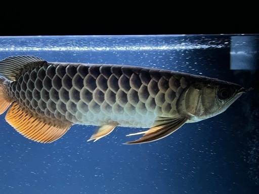 熱帯魚　アロワナ