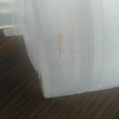 ちぼじ　鼻吸い取り器の画像