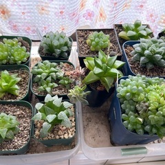 【バラ売り不可】多肉植物　ハオルチア等の画像