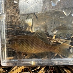 アブラボテの画像