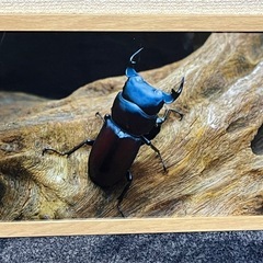 🌟クワガタ・カブトムシ🌟写真販売 オーダーメイドの画像