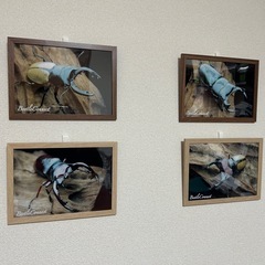 🌟クワガタ・カブトムシ🌟写真販売 オーダーメイドの画像