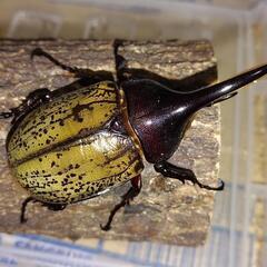 フリマにてカブトムシ・クワガタ販売します