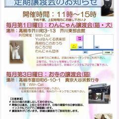 保護猫の譲渡会　高槻市富田町