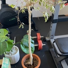 ベンジャミンスターライト観葉植物