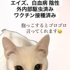 藤原三兄妹