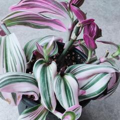 ①　観葉植物　トラディスカンティア　ナノーク　ハンギングプランター　吊り鉢の画像