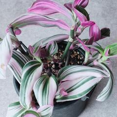 ①　観葉植物　トラディスカンティア　ナノーク　ハンギングプランター　吊り鉢の画像