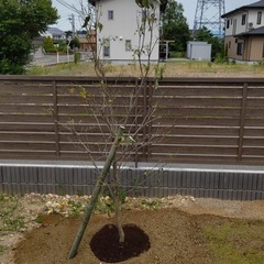 ⭐︎新しく木を植えたい方　⭐︎既存の木を植え替えたい方 - 剪定/造園