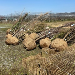⭐︎新しく木を植えたい方　⭐︎既存の木を植え替えたい方 - 地元のお店