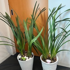 シンビジウム２鉢
