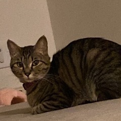 里親募集🐱 - 津市