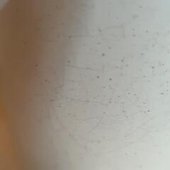 観葉植物　お譲りしますの画像