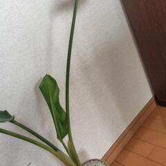 観葉植物　お譲りしますの画像