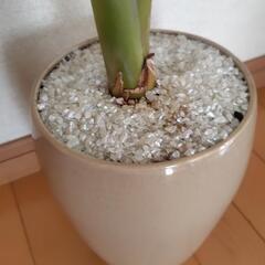 観葉植物　お譲りしますの画像
