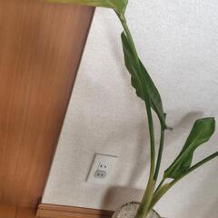 観葉植物　お譲りしますの画像