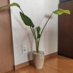 観葉植物　お譲りします