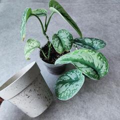 観葉植物　スキンダプサス　ハンギングプランター　３ＣＯＩＮＳ　スリコ