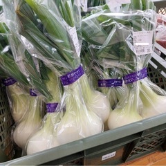 サラダ玉ねぎ　特産館にて販売