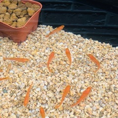 メダカ飼育ケース　20リットル　全6色の画像