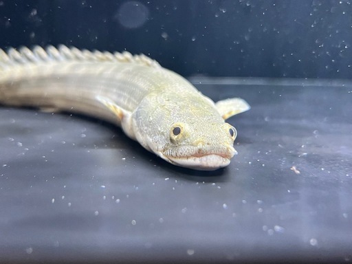 ポリプテルスラプラディ35cm