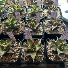 レッドキャットウィーズル【mireia_plants
】