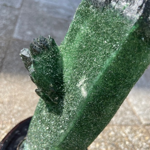 グリーンクォーツ クラスター 緑水晶
