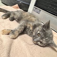 決まりました🐱