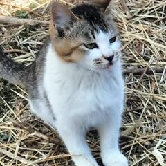 ３ヶ月程の野良チャン３匹です、