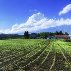 ‼️急募‼️ 大麦若葉の収穫作業スタッフ