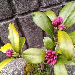 沈丁花の画像