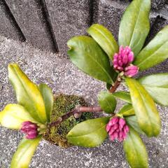 沈丁花の画像