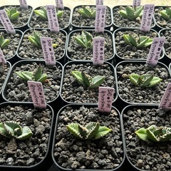 SAD 南アフリカダイヤモンド【mireia_plants】