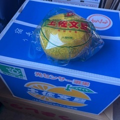 【残6】特大1玉600g✨🍊高知産土佐文旦１箱入荷しました！✨